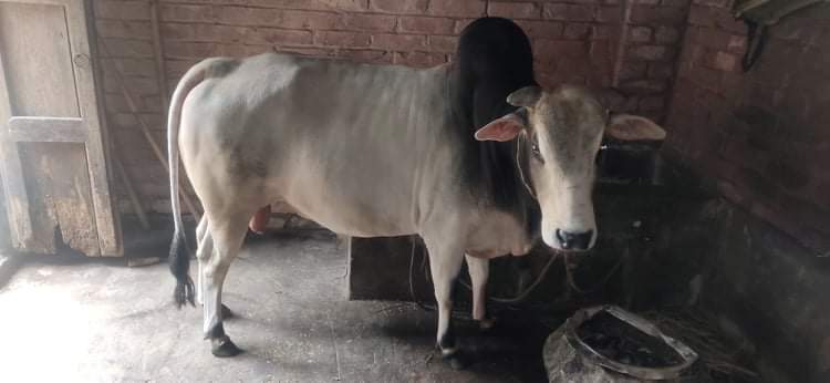 একেবারে প্রাকৃতিক ভাবে লালনপালন