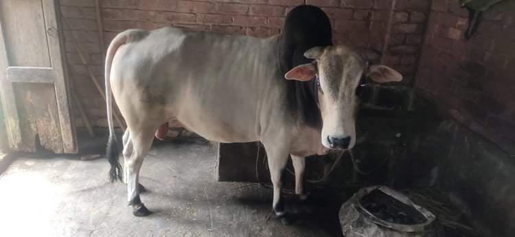 একেবারে প্রাকৃতিক ভাবে লালনপালন