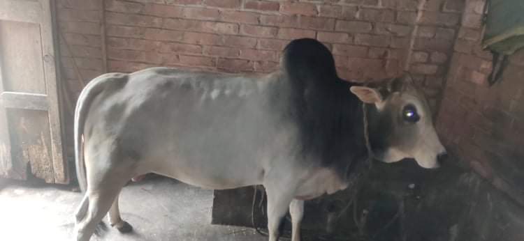 একেবারে প্রাকৃতিক ভাবে লালনপালন