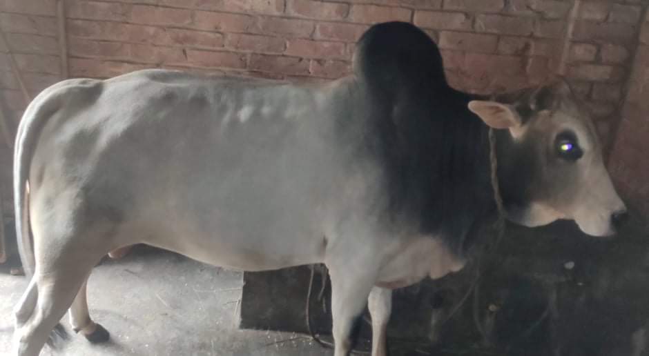 একেবারে প্রাকৃতিক ভাবে লালনপালন