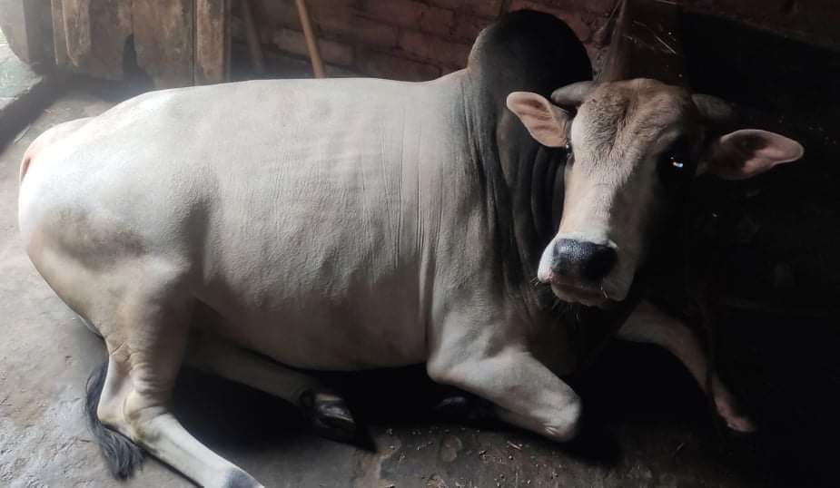 একেবারে প্রাকৃতিক ভাবে লালনপালন